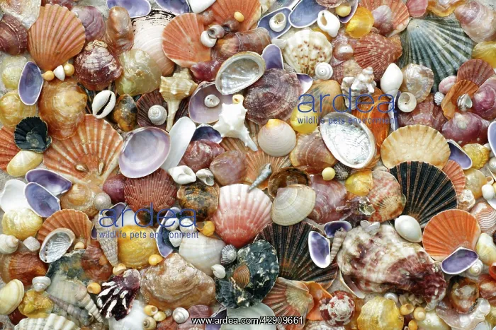 : Mixed Shells - conglomerate of North Sea : Mixed Shells - conglomerate of North Sea
