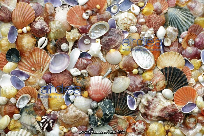  : Mixed Shells - conglomerate of North Sea, Atlantic