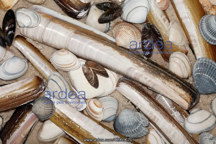: Mixed Shells - Razor shells, Baltic Tellin shells : Mixed Shells - Razor shells, Baltic Tellin shells