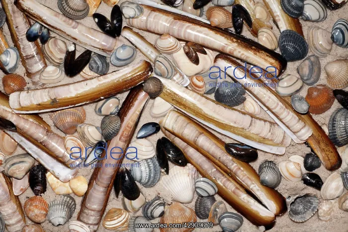 : Mixed Shells - Razor shells, Baltic Tellin shells : Mixed Shells - Razor shells, Baltic Tellin shells