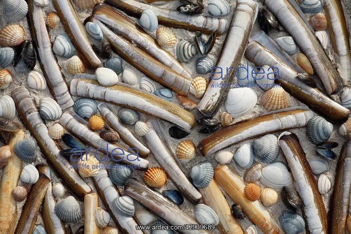 : Mixed Shells - Razor shells, Baltic Tellin shells : Mixed Shells - Razor shells, Baltic Tellin shells
