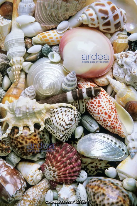  : Mixed South Sea Shells