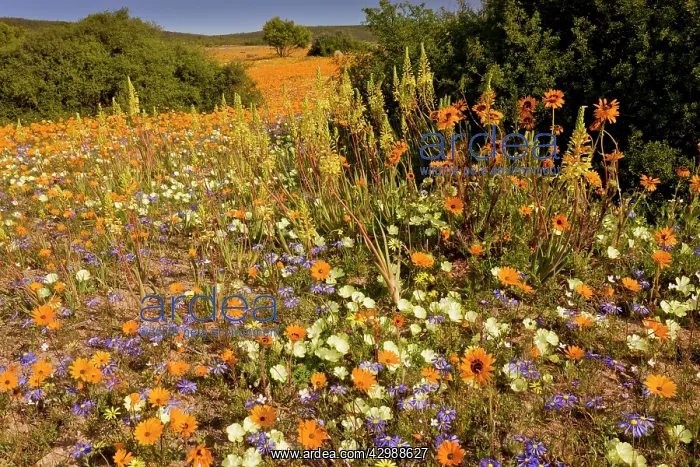 : Mixed Spring Flowers - including the yellow spikes : Mixed Spring Flowers - including the yellow spikes