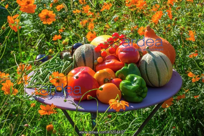 : Mixed summer fruits and vegetables, Provence, France : Mixed summer fruits and vegetables, Provence, France