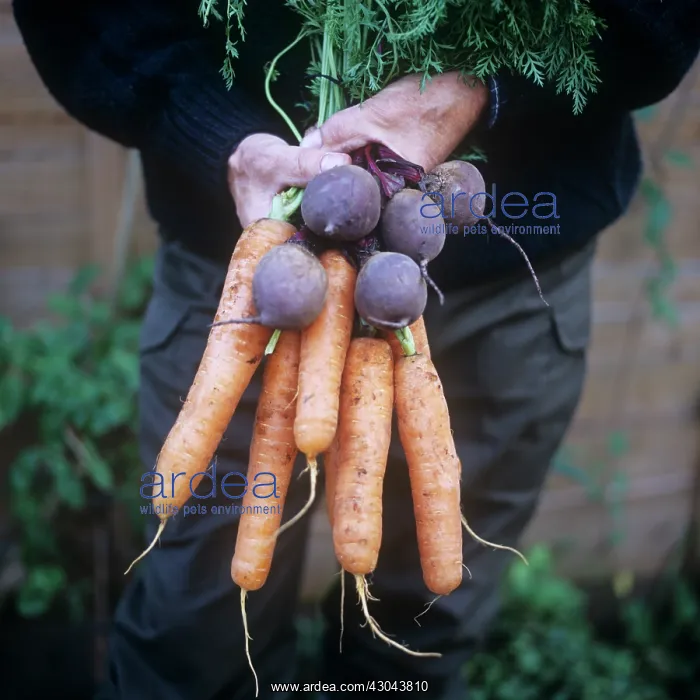 : Mixed Vegetables : Mixed Vegetables