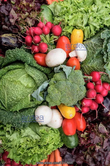 : Mixed vegetables with carrots, cabbages, radishes : Mixed vegetables with carrots, cabbages, radishes