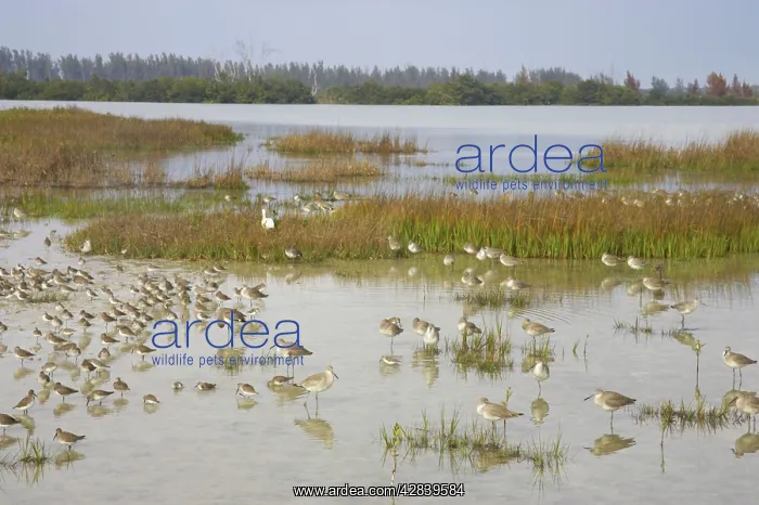 : Mixed Waders (Shorebirds) at high tide roost : Mixed Waders (Shorebirds) at high tide roost