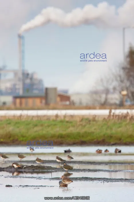 : Mixed waders and wildfowl on a scrape with heavy : Mixed waders and wildfowl on a scrape with heavy