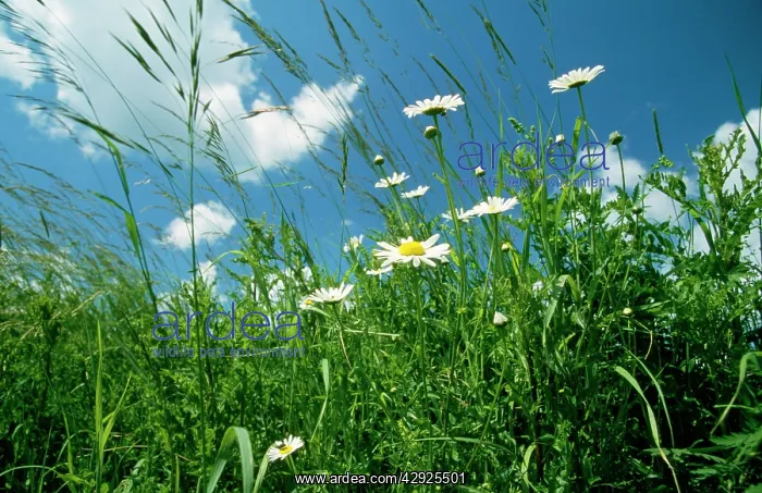 : Mixed weeds - OX-EYE DAISY / Margerites, grasses : Mixed weeds - OX-EYE DAISY / Margerites, grasses