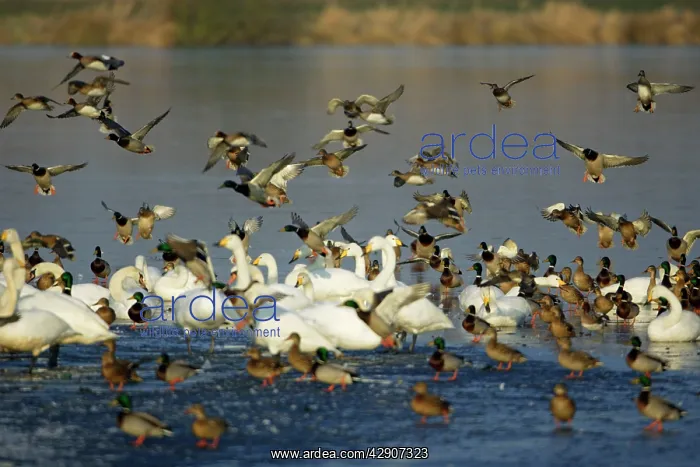 : Mixed Wildfowl - Mallards landing amongst Whooper : Mixed Wildfowl - Mallards landing amongst Whooper
