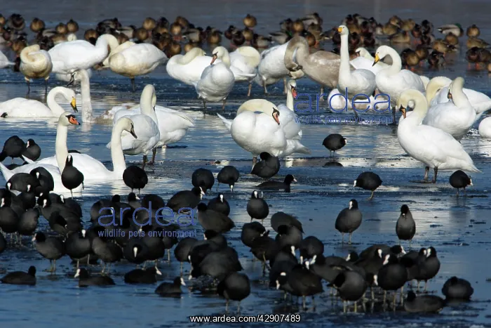 : Mixed WILDFOWL - Mute (Cygnus olor) and Whooper : Mixed WILDFOWL - Mute (Cygnus olor) and Whooper