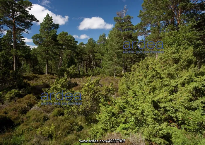 : Mixed Woodland - Conifer : Mixed Woodland - Conifer