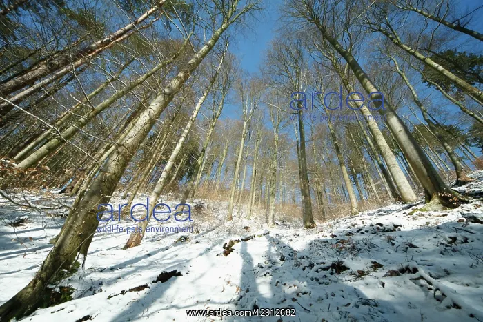 : Mixed woodland - mainly beech trees - after snowfall : Mixed woodland - mainly beech trees - after snowfall