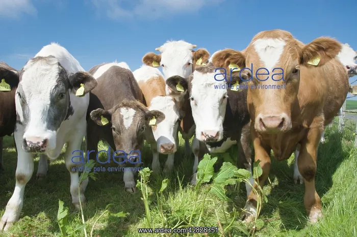 : Mixes Herd of Cows - at Fence : Mixes Herd of Cows - at Fence