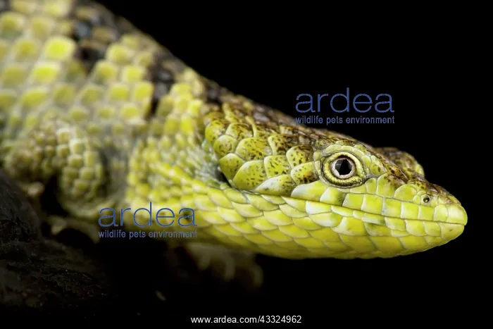 : Mixtecan Arboreal Alligator Lizard (Abronia mixt : Mixtecan Arboreal Alligator Lizard (Abronia mixt