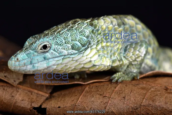 : Mixtecan arboreal alligator lizard (Abronia mixteca) : Mixtecan arboreal alligator lizard (Abronia mixteca)