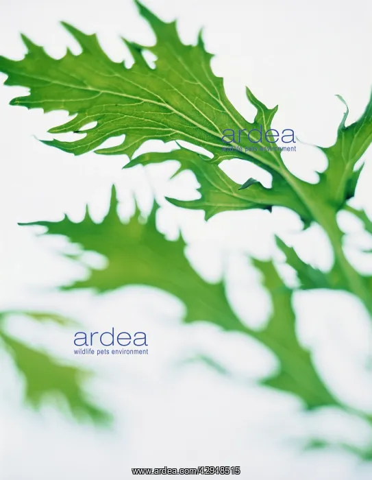  : Mizuna, Brassica rapa nipposinica