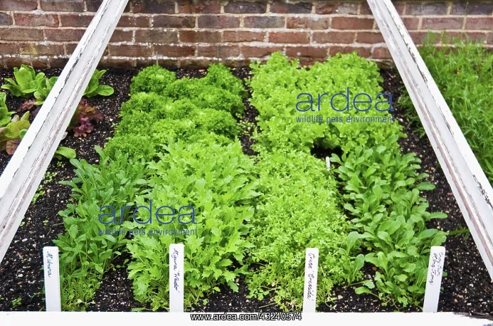 : Mizuna, Brassica rapa nipposinica : Mizuna, Brassica rapa nipposinica