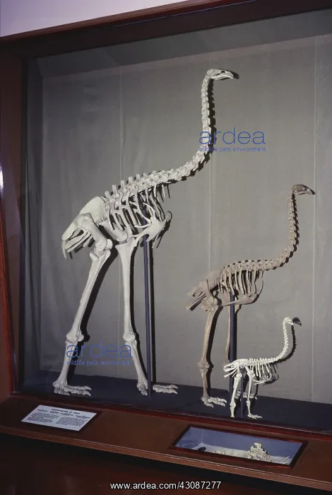 : Moa Skeletons : Moa Skeletons