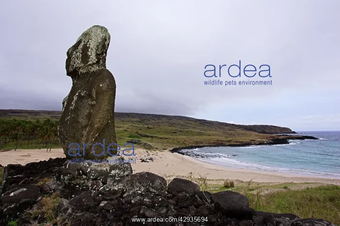 : Moai on Ahu Ature Huki. Anakena Bay. Easter Island : Moai on Ahu Ature Huki. Anakena Bay. Easter Island