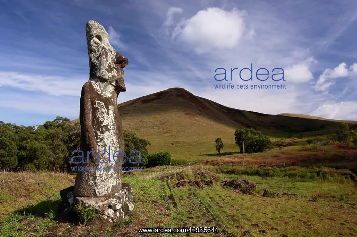  : Moai on Ahu Huri, restored 1972..Mound and moai