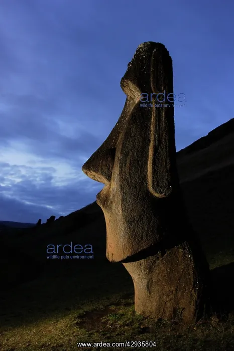 : Moai at dusk in the quarry of Rano Raraku volcano : Moai at dusk in the quarry of Rano Raraku volcano