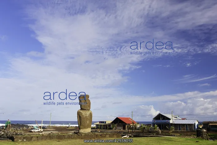 : Moai (monolithic stone statue) of Ahu Tautira in : Moai (monolithic stone statue) of Ahu Tautira in
