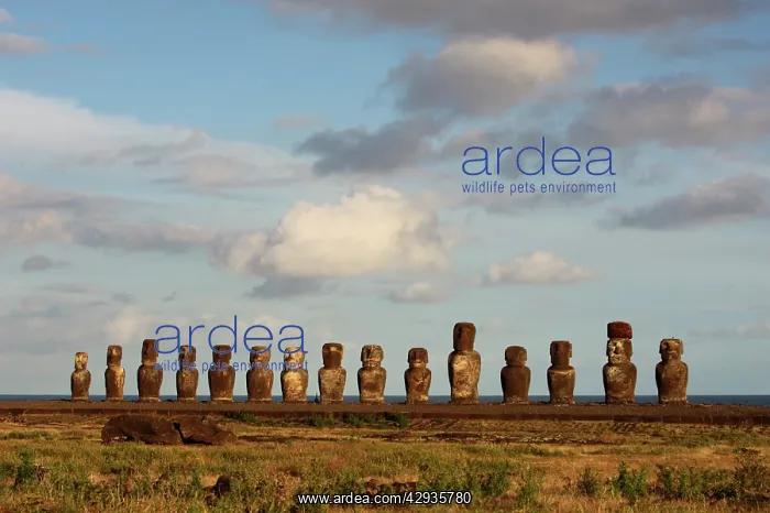: The fifteen Moais of Ahu Tongariki, restored 1990s : The fifteen Moais of Ahu Tongariki, restored 1990s