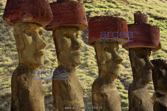 : Moais on Aku Nau Nau at Anakena beach. Easter Island : Moais on Aku Nau Nau at Anakena beach. Easter Island