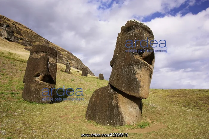 : Moais in the quarry of Rano Raraku volcano. Easter : Moais in the quarry of Rano Raraku volcano. Easter