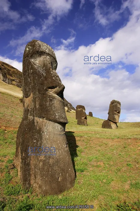 : Moais in the quarry of Rano Raraku volcano. Easter : Moais in the quarry of Rano Raraku volcano. Easter