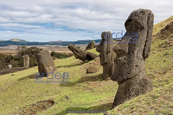 : Moais in Rano Raraku, Rapa Nui National Park, Easter : Moais in Rano Raraku, Rapa Nui National Park, Easter