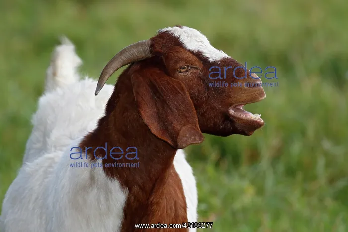 : Moaning BoersDomestic Goat (Capra aegagrus hircus) : Moaning BoersDomestic Goat (Capra aegagrus hircus)
