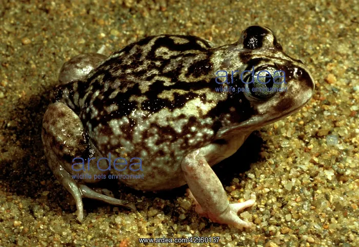 : Moaning frog. Has calluses on heels for digging : Moaning frog. Has calluses on heels for digging