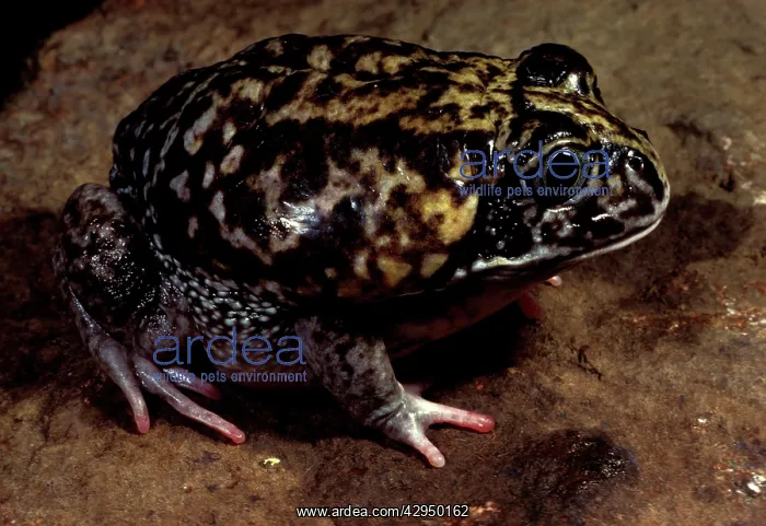 : Moaning frog - Has calluses on heels for digging : Moaning frog - Has calluses on heels for digging