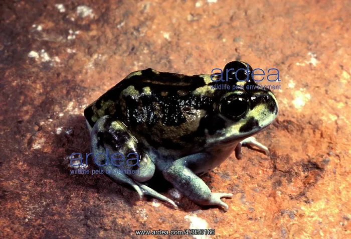 : Moaning frog - Has calluses on heels for digging : Moaning frog - Has calluses on heels for digging