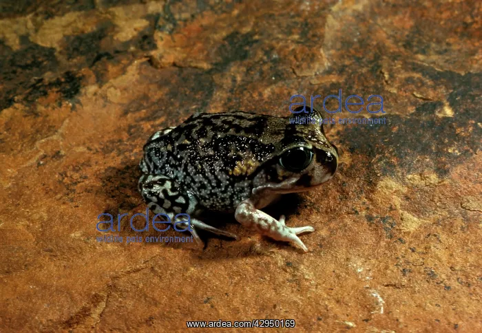 : Moaning frog - Has calluses on heels for digging : Moaning frog - Has calluses on heels for digging