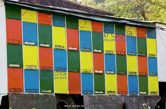 : Mobile beehives on trailer in the old saxon village of Crit : Mobile beehives on trailer in the old saxon village of Crit