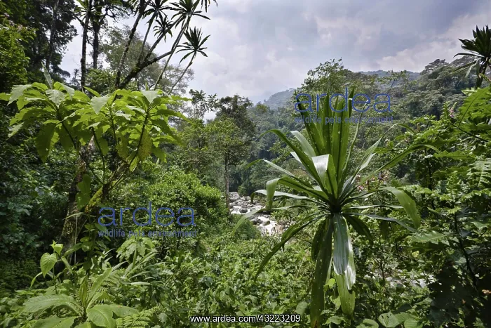 : The Mobuku Valley in the Rwenzoris, Uganda : The Mobuku Valley in the Rwenzoris, Uganda