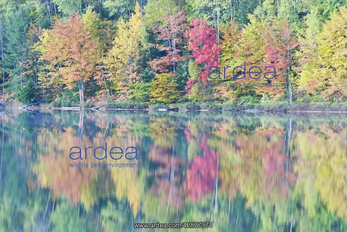 : Moccassin Lake with Autumn Colours of Maples Reflected : Moccassin Lake with Autumn Colours of Maples Reflected