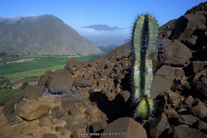 : Moche River Valley : Moche River Valley