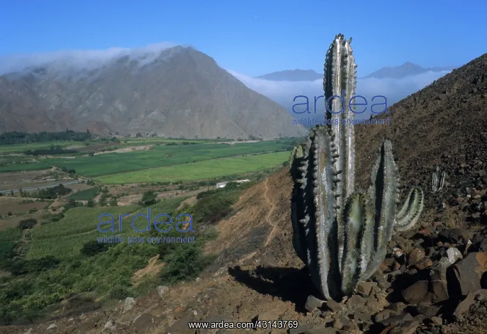 : Moche River Valley : Moche River Valley