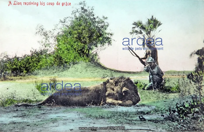  : Mock up of lion hunting, old postcard c1910