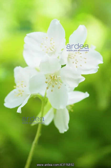 : Mock orange, Philadelphus coronarius, flowering stem : Mock orange, Philadelphus coronarius, flowering stem