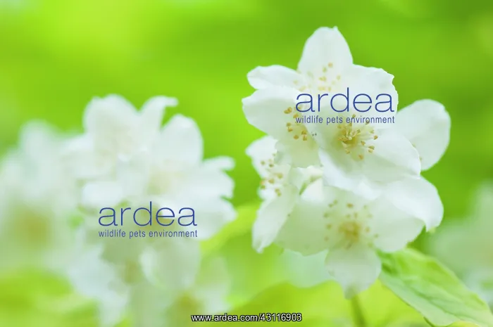 : Mock orange, Philadelphus coronarius, flowering stems : Mock orange, Philadelphus coronarius, flowering stems