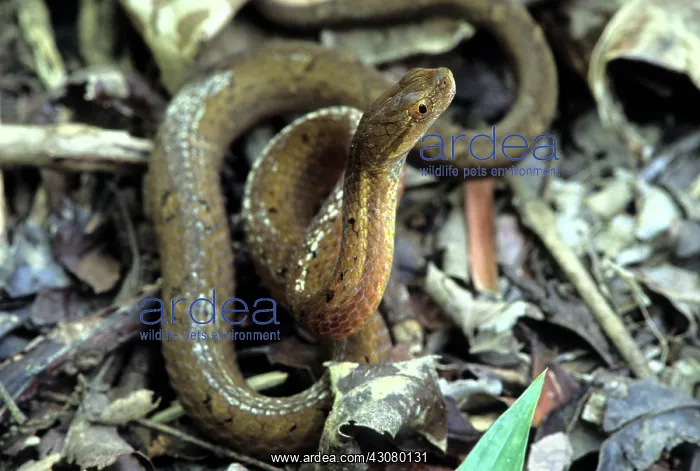 : Mock Viper : Mock Viper
