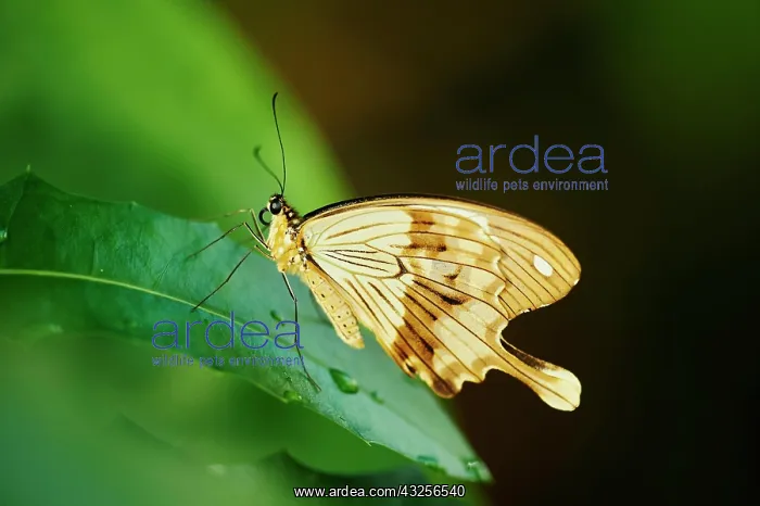 : Mocker Swallowtail (Papilio dardanus) also called : Mocker Swallowtail (Papilio dardanus) also called