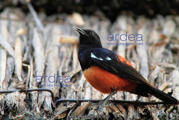: Mocking cliff chat (Thamnolaea cinnamomeiventris) : Mocking cliff chat (Thamnolaea cinnamomeiventris)