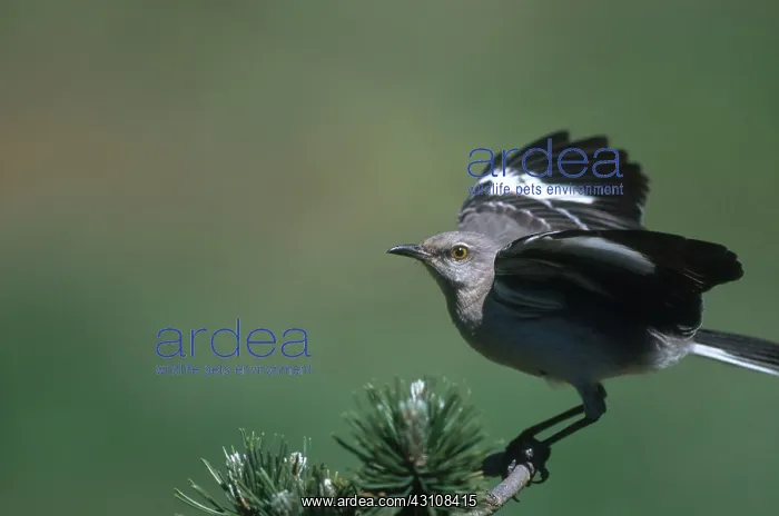 : Mockingbird : Mockingbird