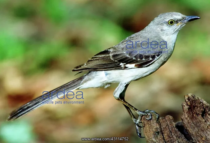  : Mockingbird